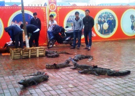Những con cá sấu được bày la liệt trên vỉa hè.