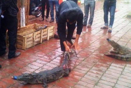 Cá sấu chỉ buộc những sợi dây bẹ mỏng và sơ sài.