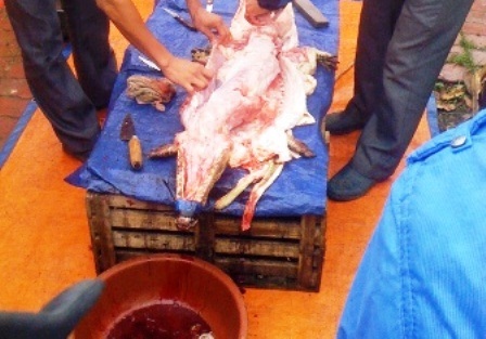 Giết mổ cá sấu ngay tại vỉa hè.