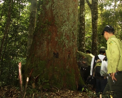 Những cây cổ thụ thuộc nhóm quý trong Khu bảo tồn thiên nhiên Xuân Liên.