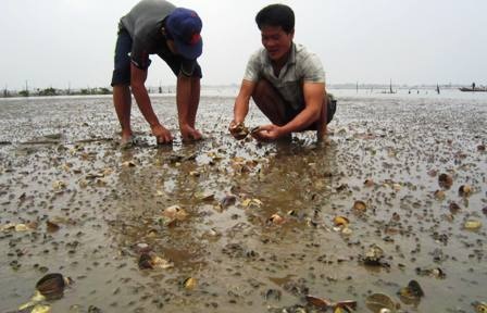 Ngao chết hàng loạt khiến người nuôi ngao lao đao.