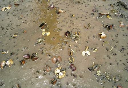 Có những đồng nuôi ngao chết đến 90%.