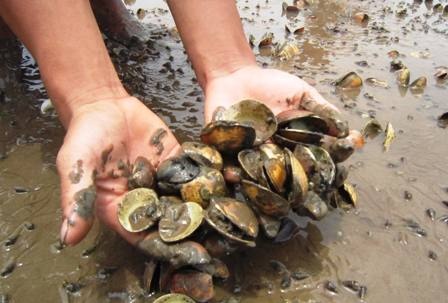 Ngao chết, chậm thời vụ nuôi, nợ nần chồng chất là những gì mà người nuôi ngao đang gánh chịu.