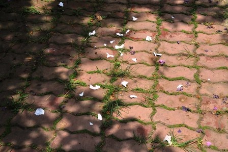 Các thí sinh xé vụn phao thi ném ra đường Trần Văn Chuông