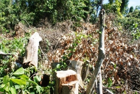 Những thân gỗ to đã bị lấy đi.