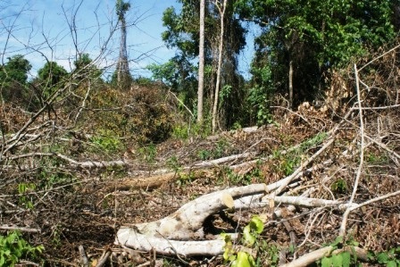 Những thân gỗ to đã bị lấy đi.