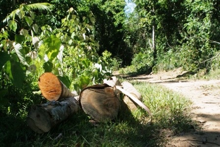 Nhiều thân gỗ được vận chuyển ra đường chờ đưa đi.