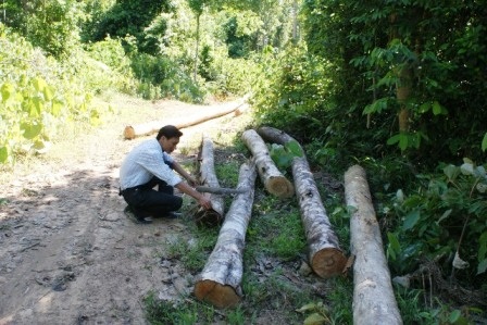 Nhiều thân gỗ được vận chuyển ra đường chờ đưa đi.
