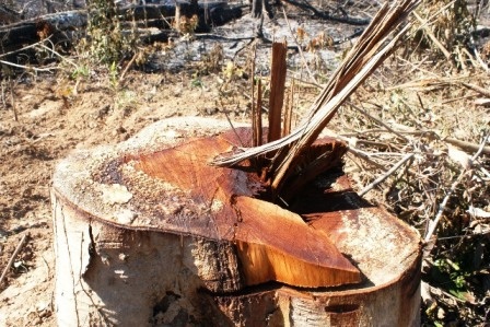 Có những cây gỗ bị đốn hạ có đường vanh cả mét.