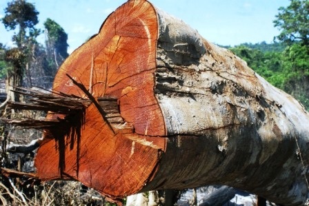Có những cây gỗ bị đốn hạ có đường vanh cả mét.