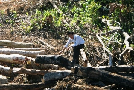 Khu rừng bị đốn hạ đã được đốt dọn sạch sẽ.