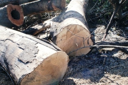 Khu rừng bị đốn hạ đã được đốt dọn sạch sẽ.