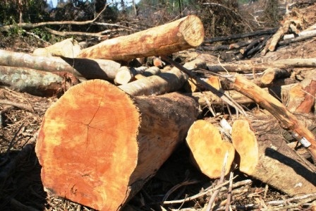 Những gốc và thân cay to vẫn còn nằm lại hiện trường.