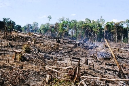 Khu rừng bị đốn hạ đã được đốt dọn sạch sẽ.