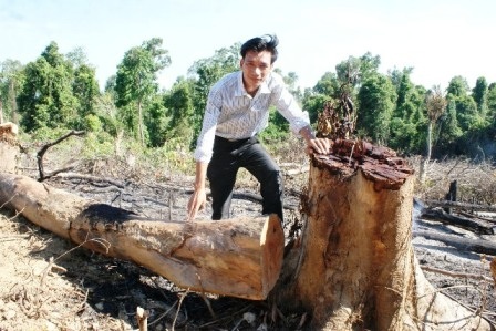 Những gốc và thân cay to vẫn còn nằm lại hiện trường.