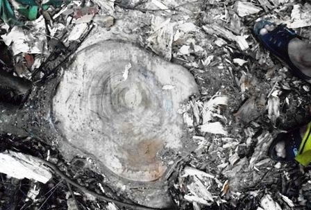 Những cây lim xanh vừa bị cắt tận gốc.