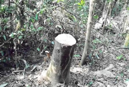 Những cây lim xanh vừa bị cắt tận gốc.