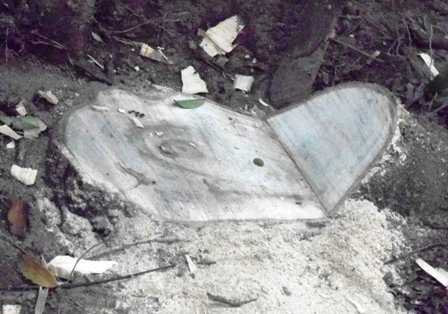 Những cây lim xanh vừa bị cắt tận gốc.