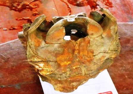 Mặt sau của hộp sọ.