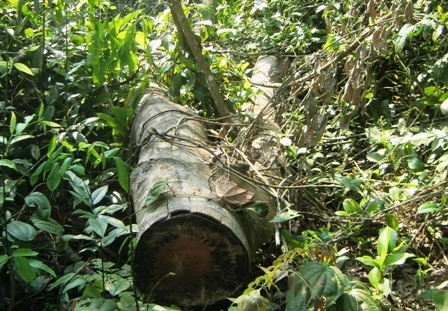 Rừng bị tàn phá gần trạm kiểm lâm - 16 Thân gỗ còn sót lại trong rừng.