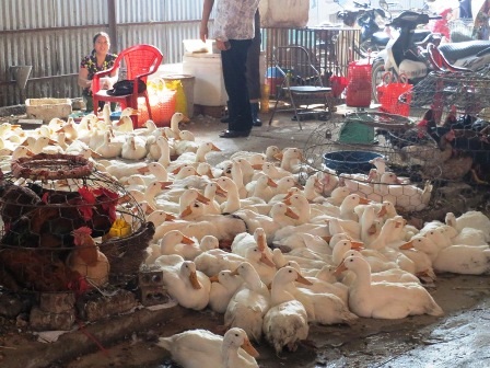 Vịt là một trong những mặt hàng được người dân mua nhiều trong ngày tết Đoan Ngọ.