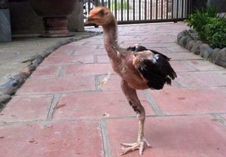 Gà chọi một chân ở Thanh Hoá - 2 Tuy chỉ có một chân nhưng vẫn di chuyển bình thường.