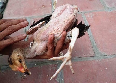 Gà chọi một chân ở Thanh Hoá - 3 Từ khi sinh ra, con ra này chỉ có một chân.
