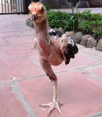 Gà chọi một chân ở Thanh Hoá - 1 Gà chọi chỉ có một chân.