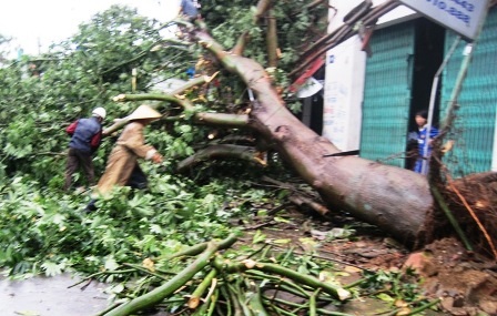Cây cối ở huyện Hậu Lộc bị gãy đổ hàng loạt.