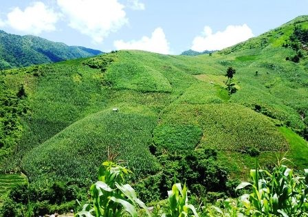 Những nương ngô trải rộng xanh ngút ngàn.