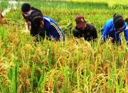 Các đoàn viên thanh niên giúp dân gặt lúa.