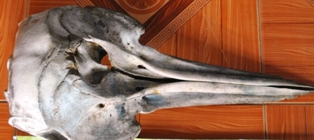 Chiếc hộp sọ lạ có mỏ dài giống một loài chim