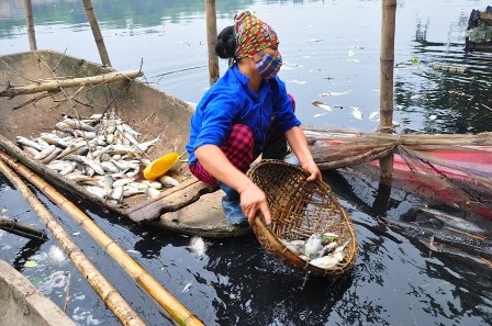 Dân điêu đứng vì cá chết trắng sông - 3 Cá chết số lượng lớn khiến người dân không kịp xử lý