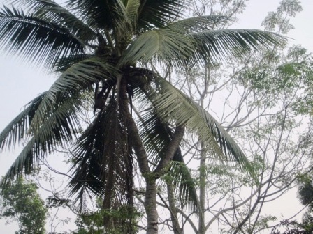  Cây dừa có tới 7 ngọn kỳ lạ ở Thanh Hóa, hiện nay chỉ còn lại 2 ngọn, một ngọn vẫn xanh tốt.