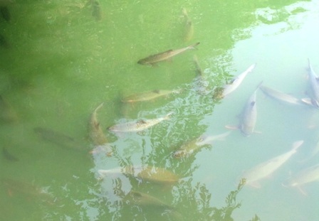 Đàn cá ở đây cũng rất dễ gần.