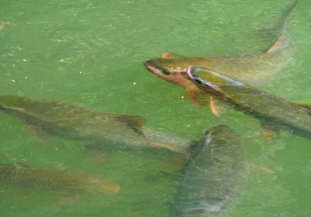 Cũng đã có nhiều du khách đến đây thưởng ngoạn và ngắm cá thần.