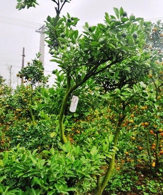  Nhiều cây quất ra hoa muộn, quả vẫn xanh đón kịp Tết.