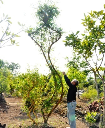 Tác phẩm bản đồ Việt Nam và 3 con rồng phụng sự Tổ quốc.