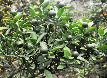 Thời tiết năm nay ảnh hưởng nhiều đến sinh trưởng của quất, dân lo không kịp mùa hoa tết.