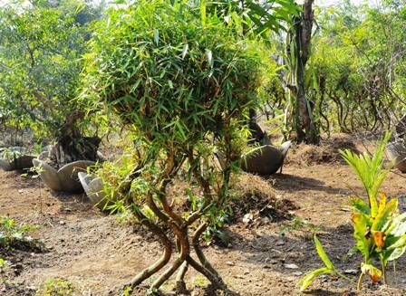 Tác phẩm Năm châu đoàn kết, thắm tình hữu nghị, xây dựng thiên niên kỷ mới.