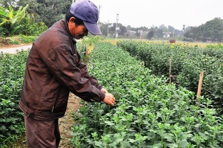 Thời tiết năm nay ảnh hưởng nhiều đến sinh trưởng của quất, dân lo không kịp mùa hoa tết.