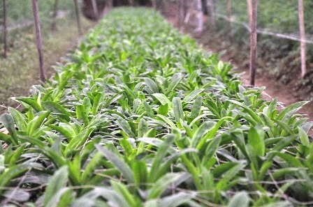  Hoa lay ơn khó nở đúng vụ.