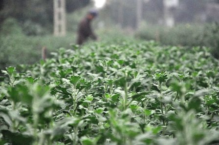 Người dân đang tích cực dứt lộc để hoa sinh trưởng tốt.