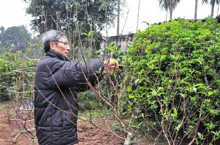 Người dân chăm sóc đào.