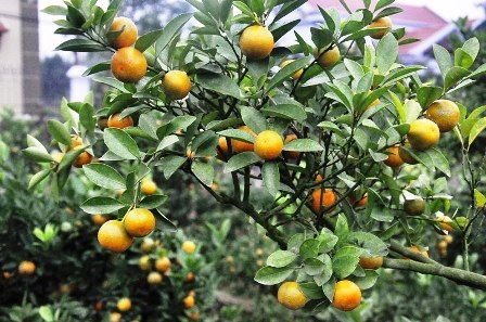  Nhiều cây quất lá đỏ, gốc úng, quả teo, màu quả không được tự nhiên do mưa nhiều.