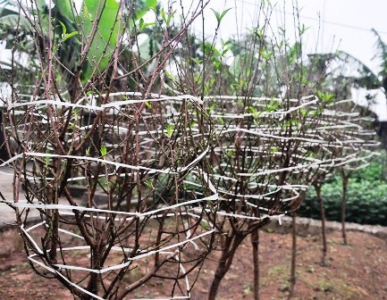  Vườn đào đã chớm nụ chờ khoe sắc đón tết.