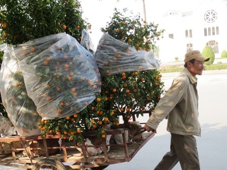 Nghề chở hoa, cây cạnh hốt bạc những ngày cận Tết.