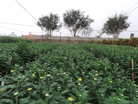 Còn hai tuần nữa là đến Tết, nhưng thời điểm này, nhiều ruộng hoa cúc mới lác đác đóng nụ.