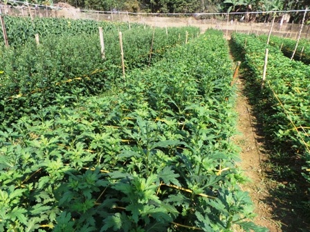 Nhiều diện tích cúc chưa chịu hé nụ.