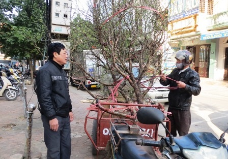 Cây cảnh Tết có giá trị lớn nên việc vận chuyển phải hết sức cẩn thận.